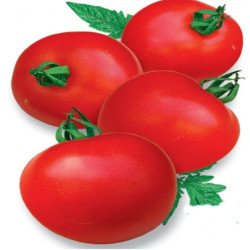 Tomato Volgograd 323