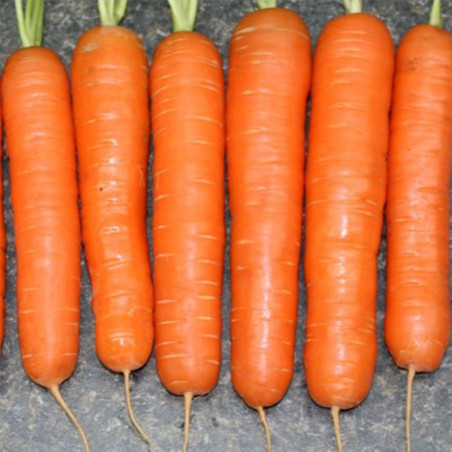 Carrot Yaskrava