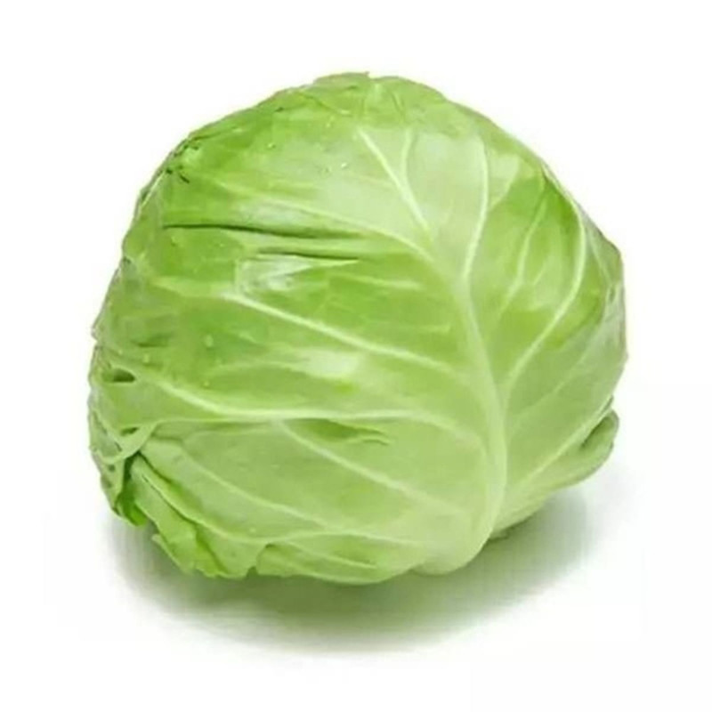 Head Cabbage Lesya