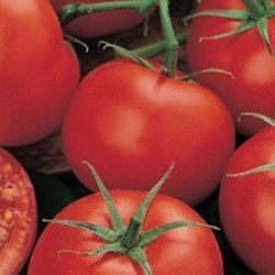 Tomato Ephemeral
