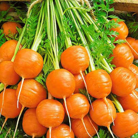 Carrot Parisian Market