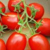 Tomato Iskora