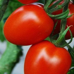 Tomato Iskora