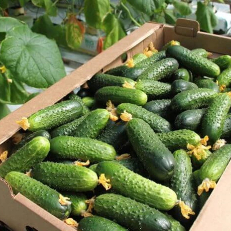 Cucumber Hospitable F1