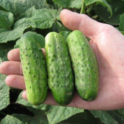 Cucumber Krak F1