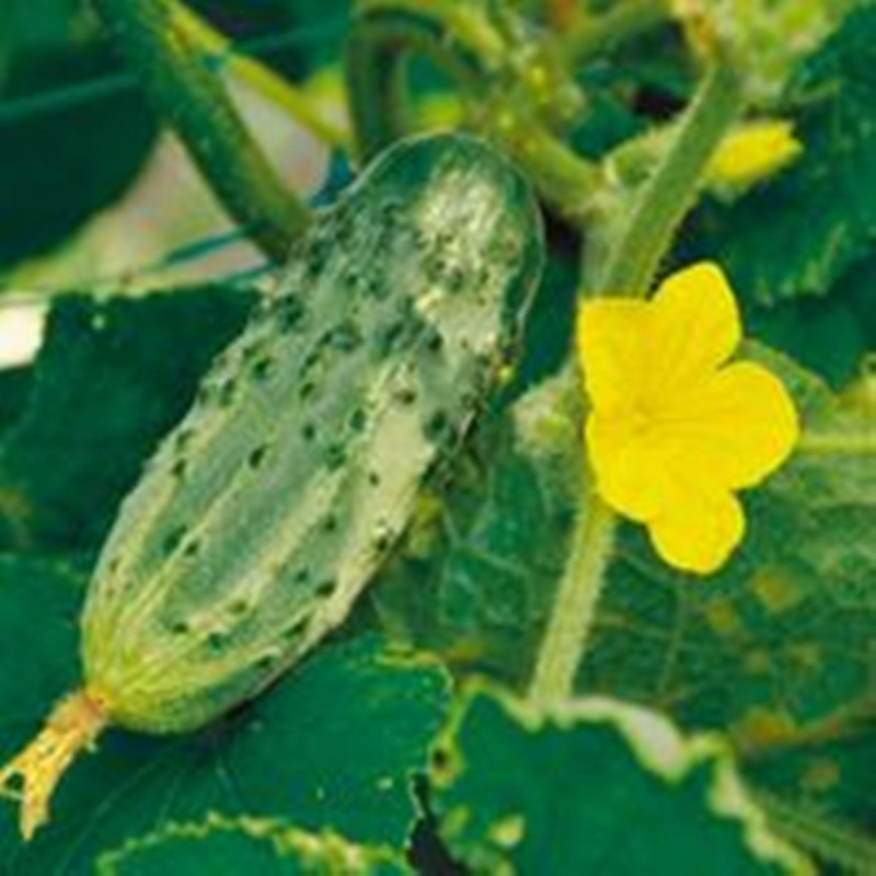 Cucumber Boletus F1