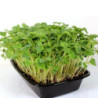 Microgreen Seed Radish