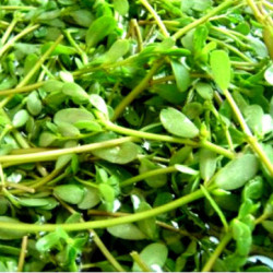 Microgreen Common Purslane