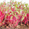 Microgreen Seed Beetroot