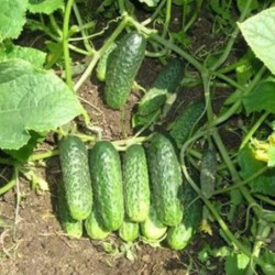 Cucumber Lastochka F1