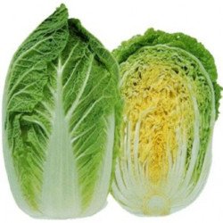 Chinese Cabbage Napa Mishel