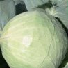 White Cabbage Bilosnizhka