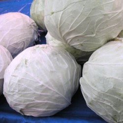 White Cabbage Bilosnizhka