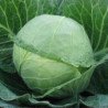White Cabbage Ukrainska Osin