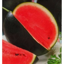 Watermelon  Ohonok