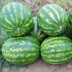 Watermelon Borchansky