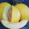 Melon Krinichanka