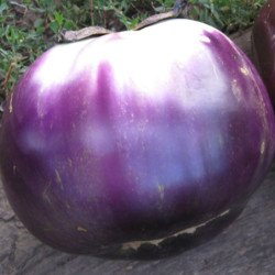 Eggplant Aubergine Helios