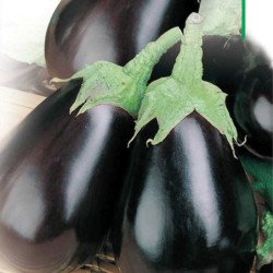 Eggplant Aubergine Black Beauty