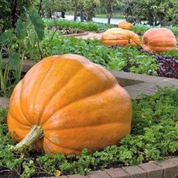 Pumpkin 100-Pound