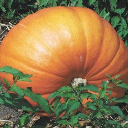 Pumpkin 100-Pound