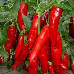 Chili Pepper Ukrainian Hot