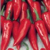 Chili Pepper Ukrainian Hot