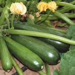 Squash - Zucchini Aeronaut