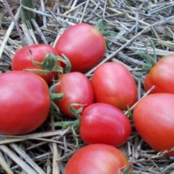 Tomato De Barao Pink
