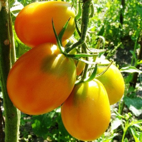 Tomato De Barao Gold