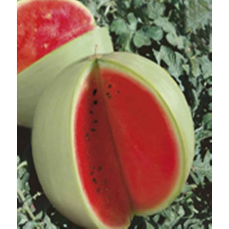 Watermelon Tsilnolystyy
