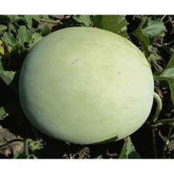 Watermelon Tsilnolystyy