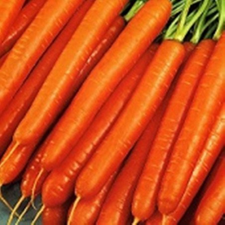 Carrot Nantes