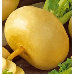 Turnip Gold Ball