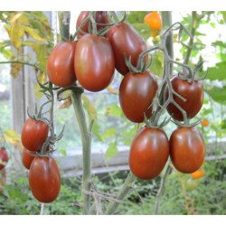 Tomato Black Mavr