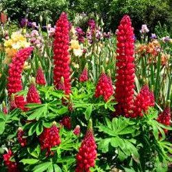 Garden Lupine Red Flame