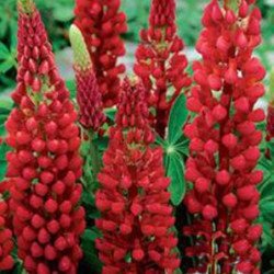 Garden Lupine Red Flame