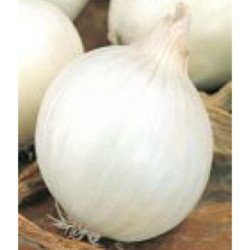 Onion White Queen