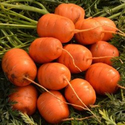 Морковь Парижский рынок