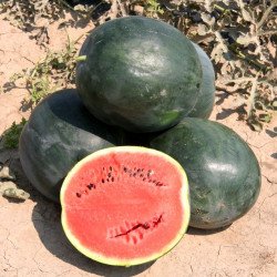 Watermelon Northern Radiance