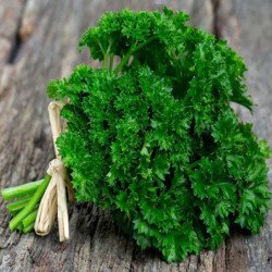 Curly Parsley Paramount