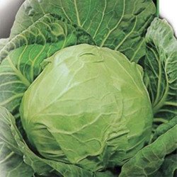 Headed Summer Cabbage Dymer