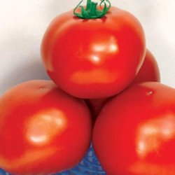 Tomato Flora