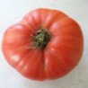 Tomato Raspberry Vikonte