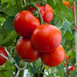 Tomato Gift Of Transvolga Red