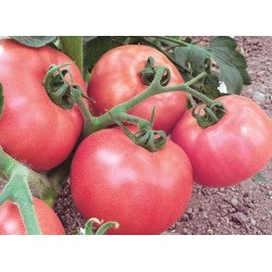 Tomato Pink Cheeks