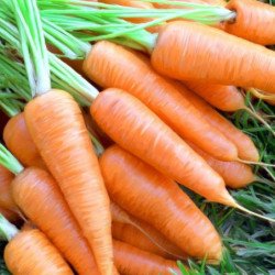 Carrot Chantenay