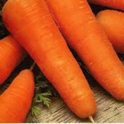 Carrot Chantenay
