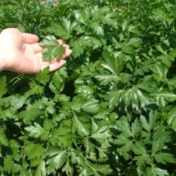 Root Parsley Bogatyr