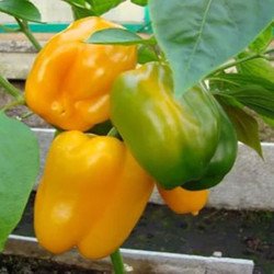 Sweet Pepper California Miracle Gold